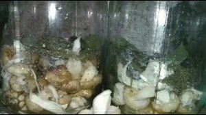 Соленье и жарка тополинной рядовки, подтопольника