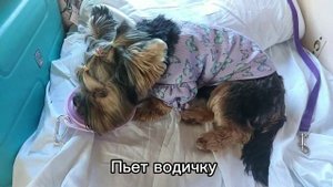 Едем с йорком Бонитой на поезде домой. Бонита плавает в море!