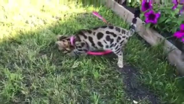 Бенгальский кот. Редкая порода. Еще одно видео Бати Вирсика. Bengal cat.