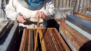 Весенняя подкормка пчёл канди