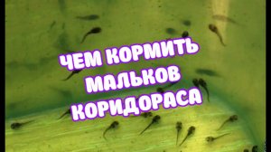 ЧЕМ КОРМИТЬ МАЛЬКА КОРИДОРАСА  | ПОДМЕНА ВОДЫ