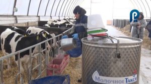 Телятницы СПК Килачевский