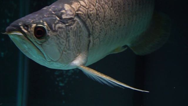 Batik arowana Myanmar (Wild Caught) D'red D'gold Arowana SG смотреть онлайн