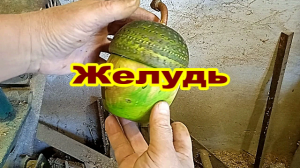 Токарные работы по дереву. Жёлудь.mp4