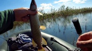 Рыбалка на Шапсугском водохранилище ловля щуки.8.09.21г