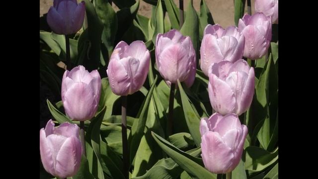 Как поливать цветы в отпуске Фитильный полив смотреть онлайн