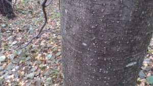 Ольха волосистая, осень. Небольшой обзор.