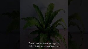 Папоротник Асплениум Нидус: описание сорта, уход в домашних условиях