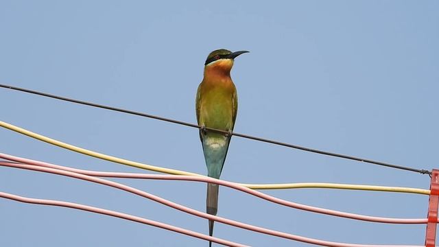 Nikon P950 Review, Photos, Videos, Vlogging Test For Wildlife Photography Bird Photography, Moon