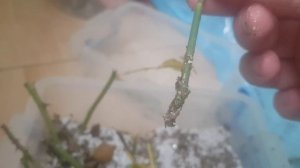 Результат  черенкования видовых роз . Шиповник  замечательно черенкуется ))  Робуста рекордсмен.