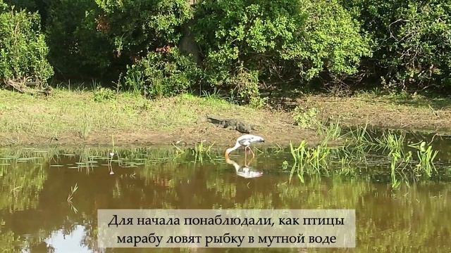 Шри-Ланка: Сафари в национальные парки Яла и Удавалаве. Какой национальный парк лучше?