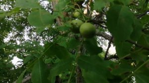 Грецкий орех (Juglans regia)
