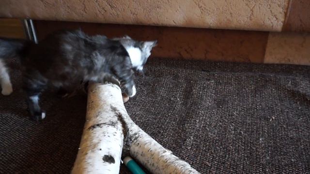 приключения котят манчкин  --adventure munchkin kittens