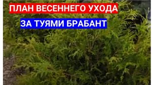 ПОЧЕМУ ЖЕЛТЕЕТ ТУЯ ПОСЛЕ ЗИМЫ. ПЛАН УХОДА ЗА ТУЯМИ  БРАБАНТ И СМАРАГД ВЕСНОЙ