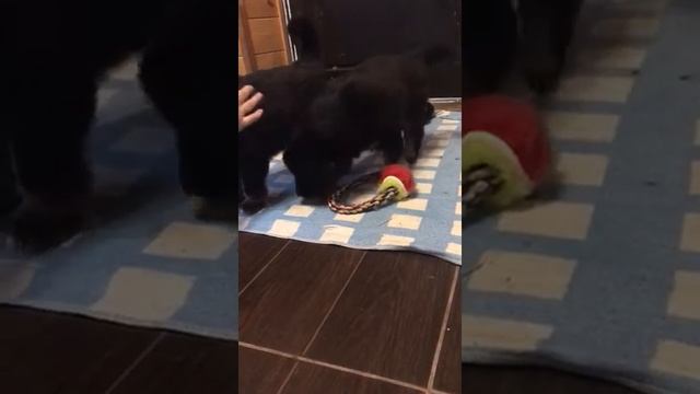 Щенки монгольского банхара на продажу от пары с Монголии. Линии Томоо и Арвая. +79193007280 смотреть онлайн