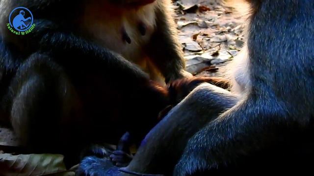 Natural Wildlife - MG! Pitiful baby Lola try hard hug her mom Leyla coz she's still hurt her arm смотреть онлайн