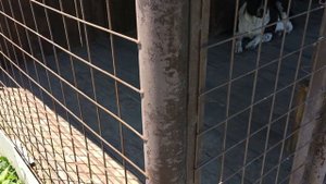 ВОЛЬЕР ДЛЯ СОБАКИ АЛАБАЯ своими руками: из чего сделан ( видео-обзор с комментариями).