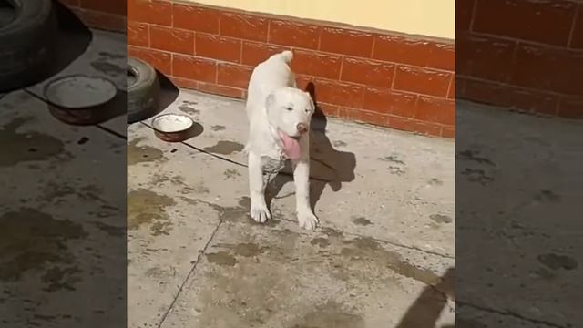 Щенок алабая 3.5 месяца смотреть онлайн