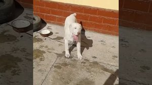 Щенок алабая 3.5 месяца