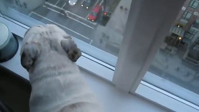 Ipanema, The Brazilian Bulldog in "WTF!!!" смотреть онлайн