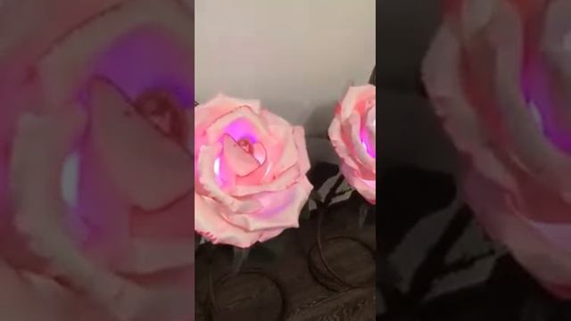 Роза ночник