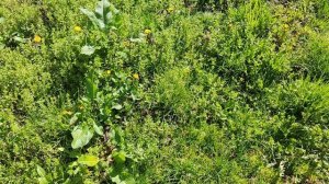 Как правильно пользоваться КОМПАСОМ без карты/@CorcoranALОриентирование/Азимут