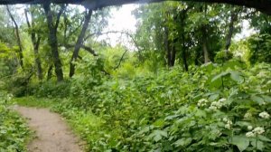 ПРИЕХАЛИ В ЛЕС ЗА ВЕНИКАМИ ДЛЯ БАНИ. ПЕНИЕ ПТИЦ. КРАСОТА. ДОШЛИ ДО РЕКИ
