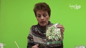 Ранняя покупка растений. Хоста из упаковки. Сайт "Садовый мир"