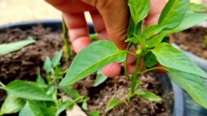 How To Prune Chillies Plants - Bottom Pruning Pepper Plants With Full Updates