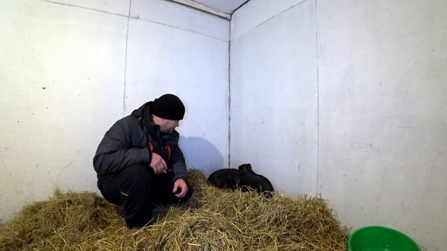 Вьетнамские вислобрюхие поросята//Vietnamese lop-bellied piglets