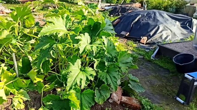 ТЫКВЫ.Срезаем первый урожай. ??