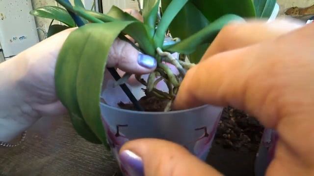 Комнатные цветы. Пересадка орхидей. смотреть онлайн
