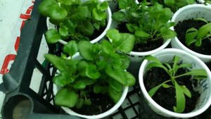 Распикировка петунии и прищипка ...