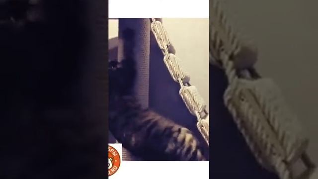 Сенсация года Мостик для кошки "Путь ниндзя"