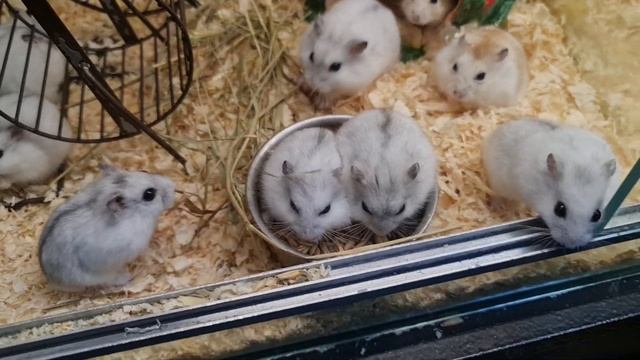 Джунгарские хомяки продаются. смотреть онлайн