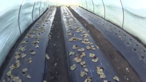 КЛУБНИКУ в балагане СЪЕЛИ МЫШИ