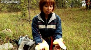 Полубелый (или лимонный) гриб из-под Волгограда, экспедиция в пойму Волги