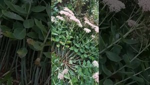Очиток видный.Как выглядит,как размножить.