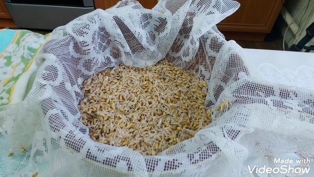 Приготовим дрожжи из ячменя.САК НУРУК.Очень старинный рецепт.Часть 1.