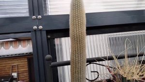 Виды кактусов.Полный обзор.