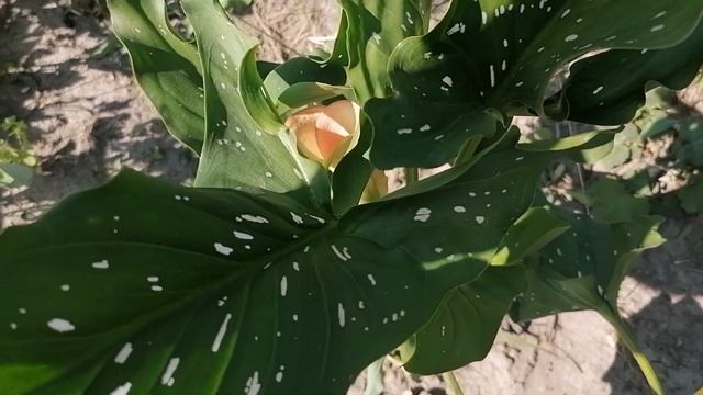 Наша маленькая дача своими руками) Первые огурцы в конце августа ? смотреть онлайн