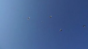 50 Штук ушло в Точку за 3 минуты!  Лето  Молодые Бакинские голуби 19.06.23