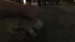 КОТ ОРЕТ и ЗЕВАЕТ [кот кричит]