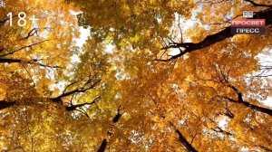 Октоберфест - интересные факты о фестивале пива