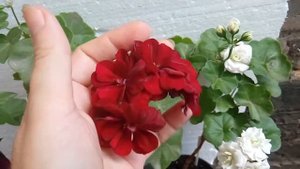 Плющелисная пеларгония Вива Каролина, Том Кэт, Примо Бургунди.