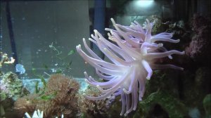 Feeding Condy Anemones