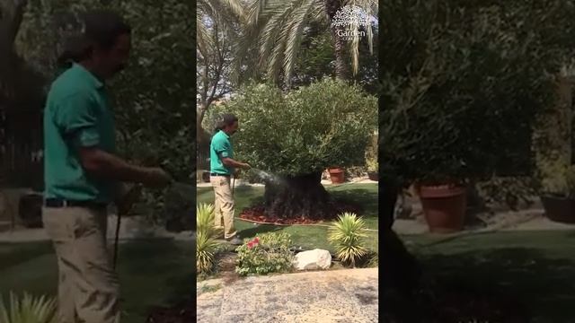 Old Olive Tree | Matured Olea Europaea Tree | The Garden Concept | Dubai, UAE #shorts