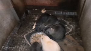 Кормление нутрий \\ как и чем кормить нутрий \\ уход за нутриями