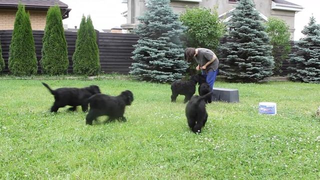 Щенки породы Русский Черный Терьер смотреть онлайн