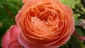 Роза Мэри Энн